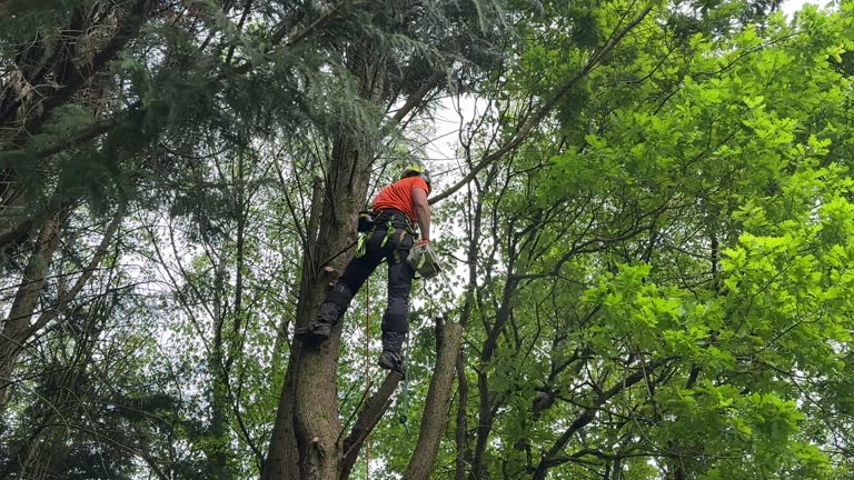 Best Leaf Removal  in Newman, CA